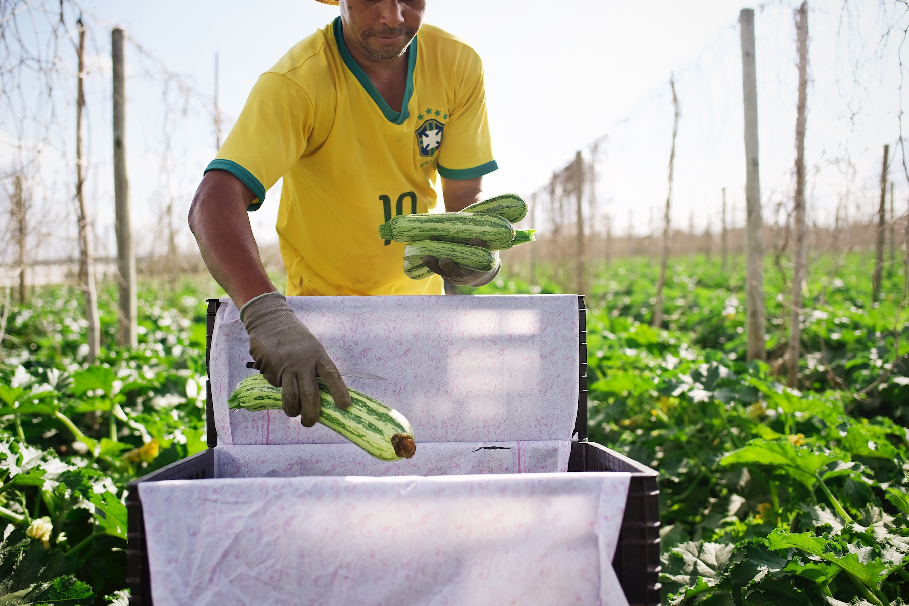 Agriculture Photography for Bayer Crop Science in Brasil