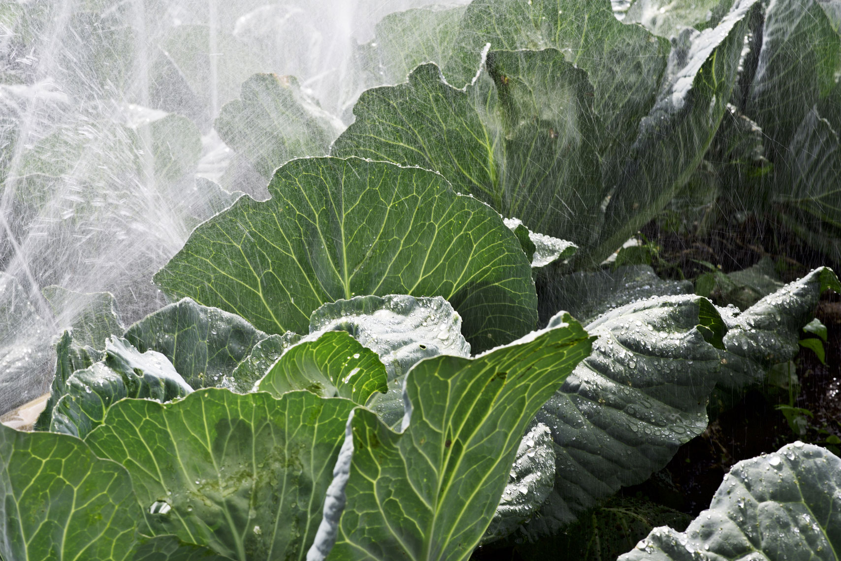Agriculture Photography for Bayer Crop Science in Kenya