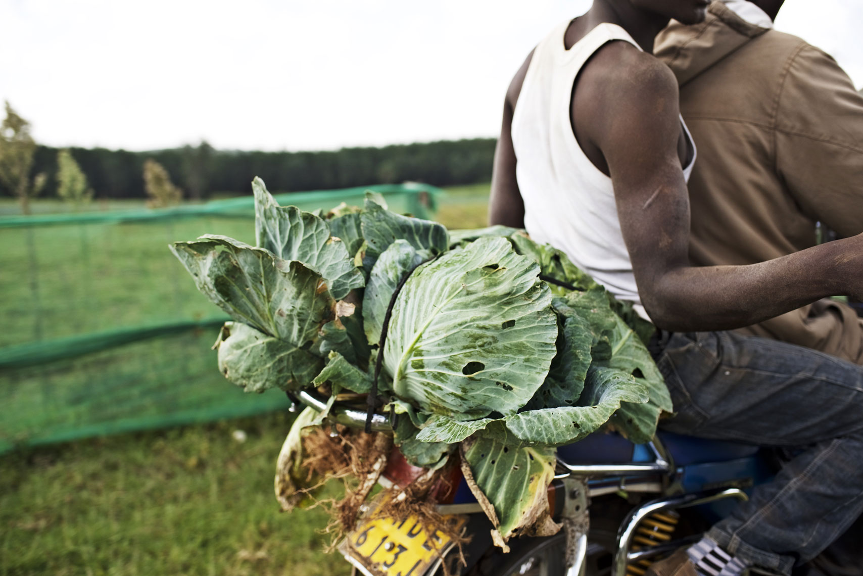 Agriculture Photography for Bayer Crop Science in Kenya